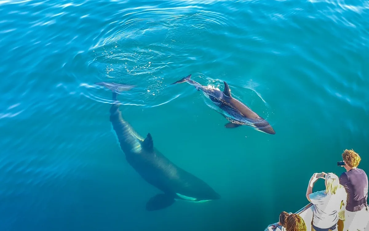 Dolphins beside a boat in the Hauraki Gulf near Auckland