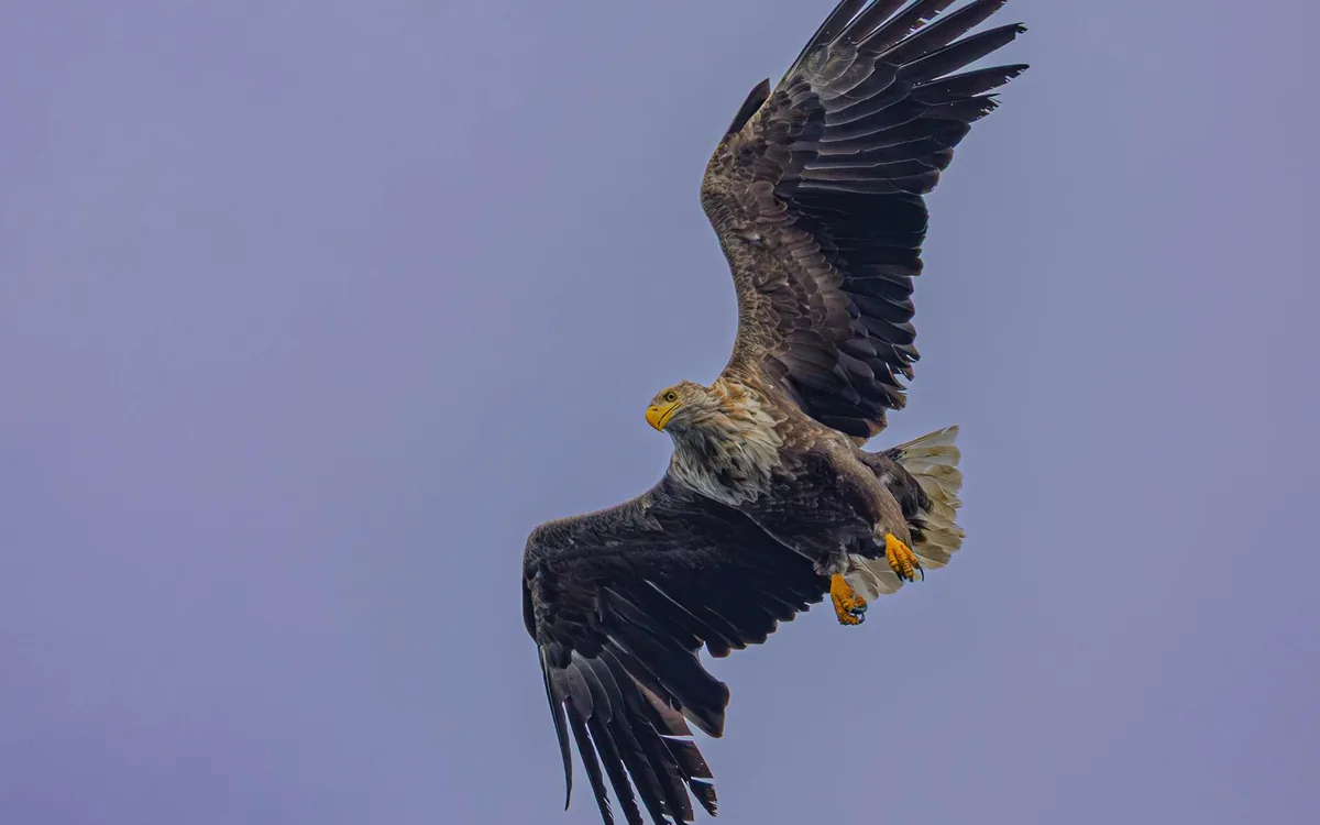A white-tailed sea eagle in flight over a fjord near Tromso